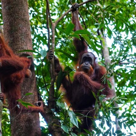 Sumatra Orangutan Discovery Villa Bukit Lawang Bagian luar foto