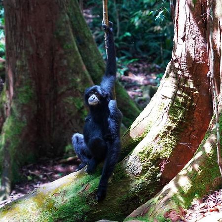 Sumatra Orangutan Discovery Villa Bukit Lawang Bagian luar foto