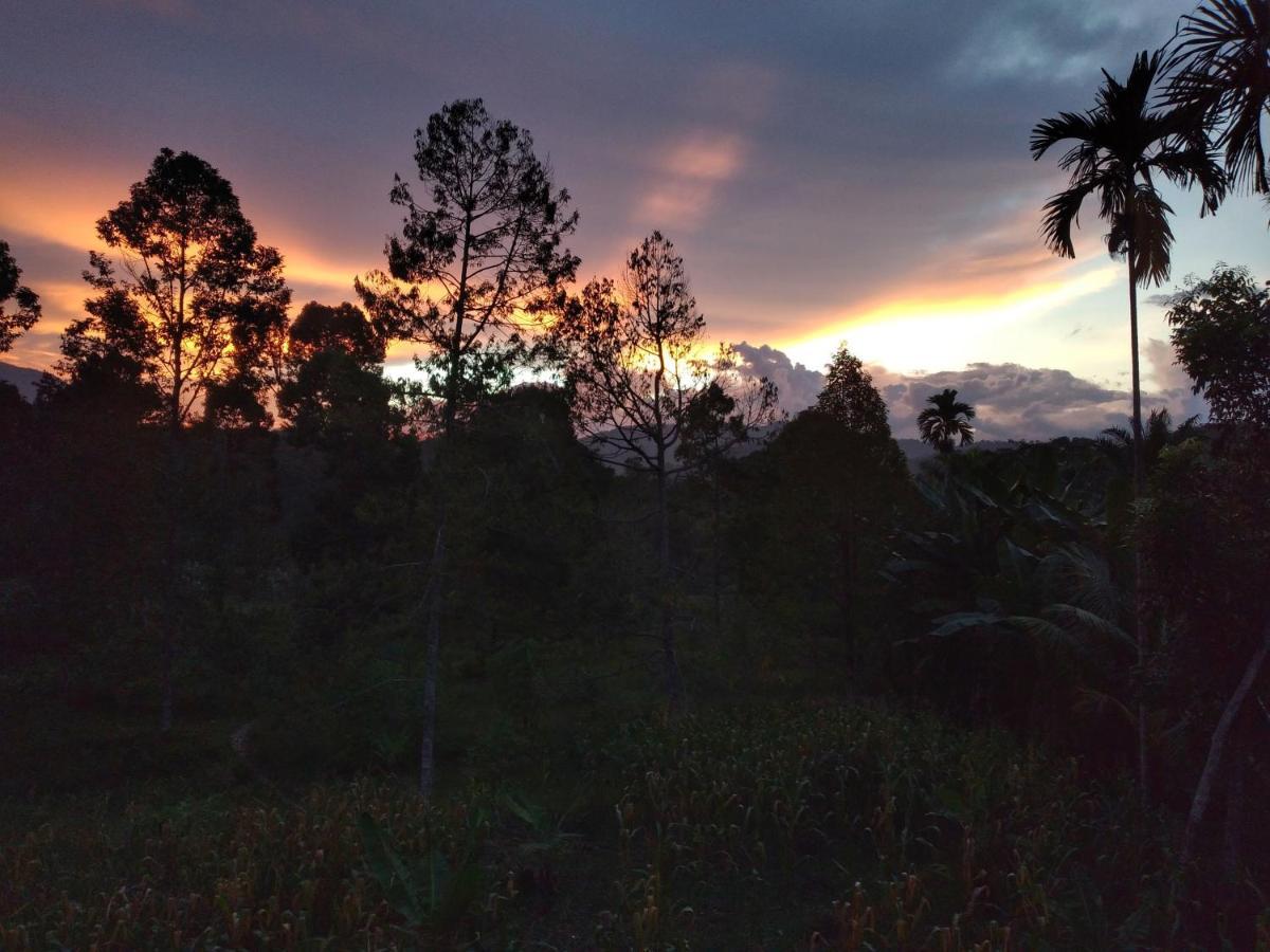 Sumatra Orangutan Discovery Villa Bukit Lawang Bagian luar foto