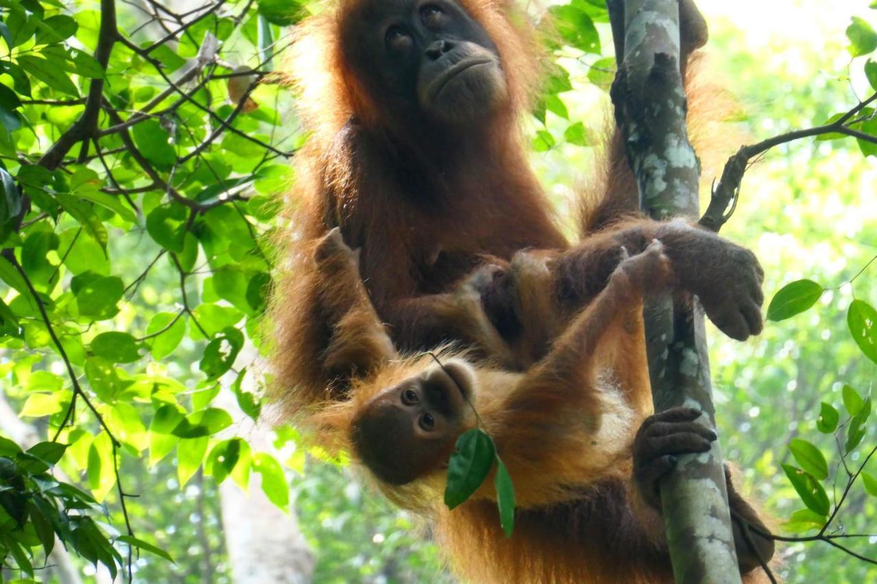 Sumatra Orangutan Discovery Villa Bukit Lawang Bagian luar foto