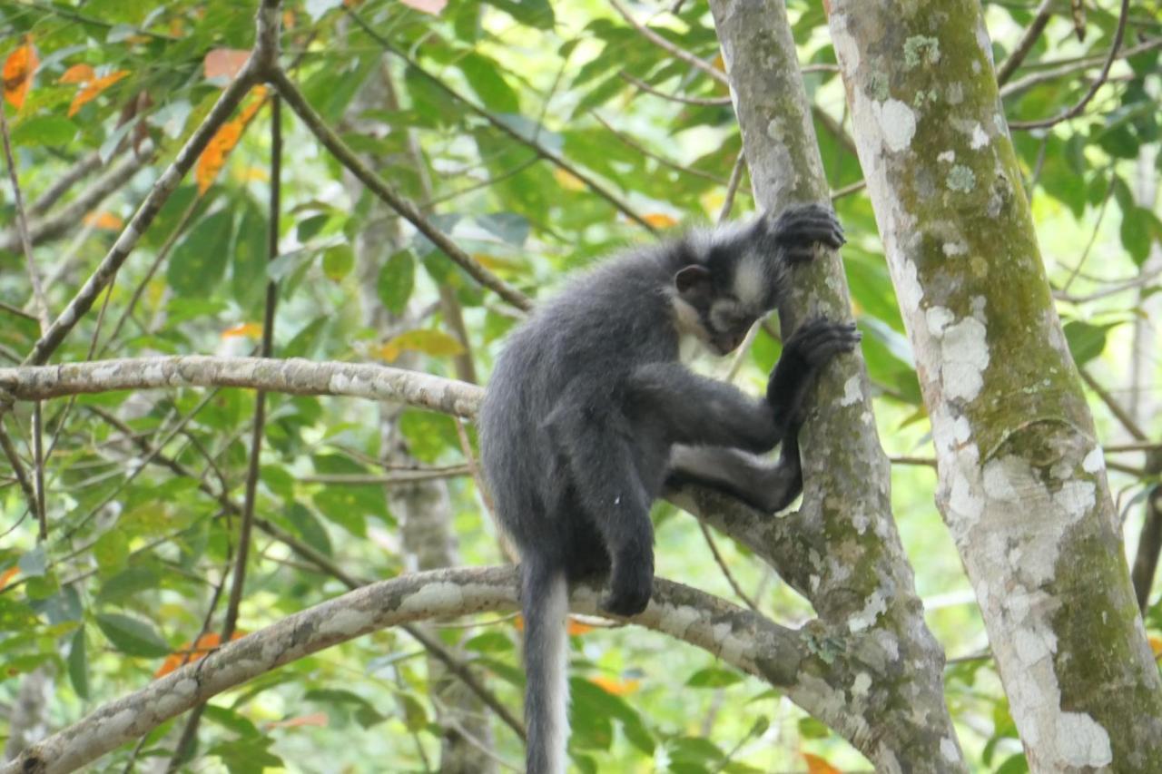 Sumatra Orangutan Discovery Villa Bukit Lawang Bagian luar foto