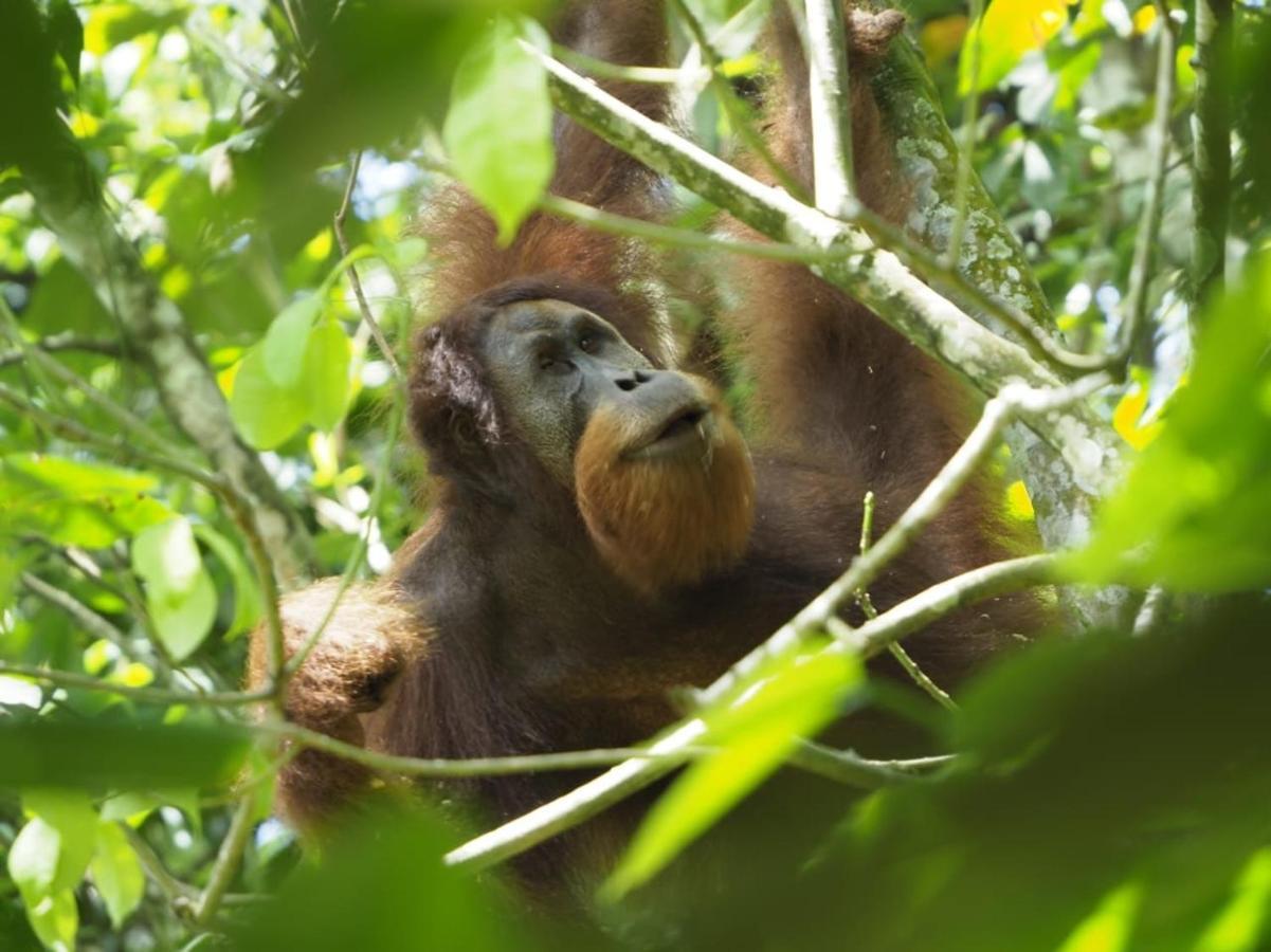 Sumatra Orangutan Discovery Villa Bukit Lawang Bagian luar foto