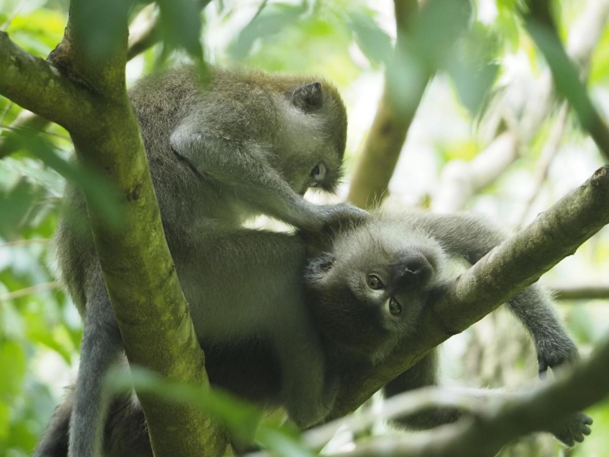 Sumatra Orangutan Discovery Villa Bukit Lawang Bagian luar foto