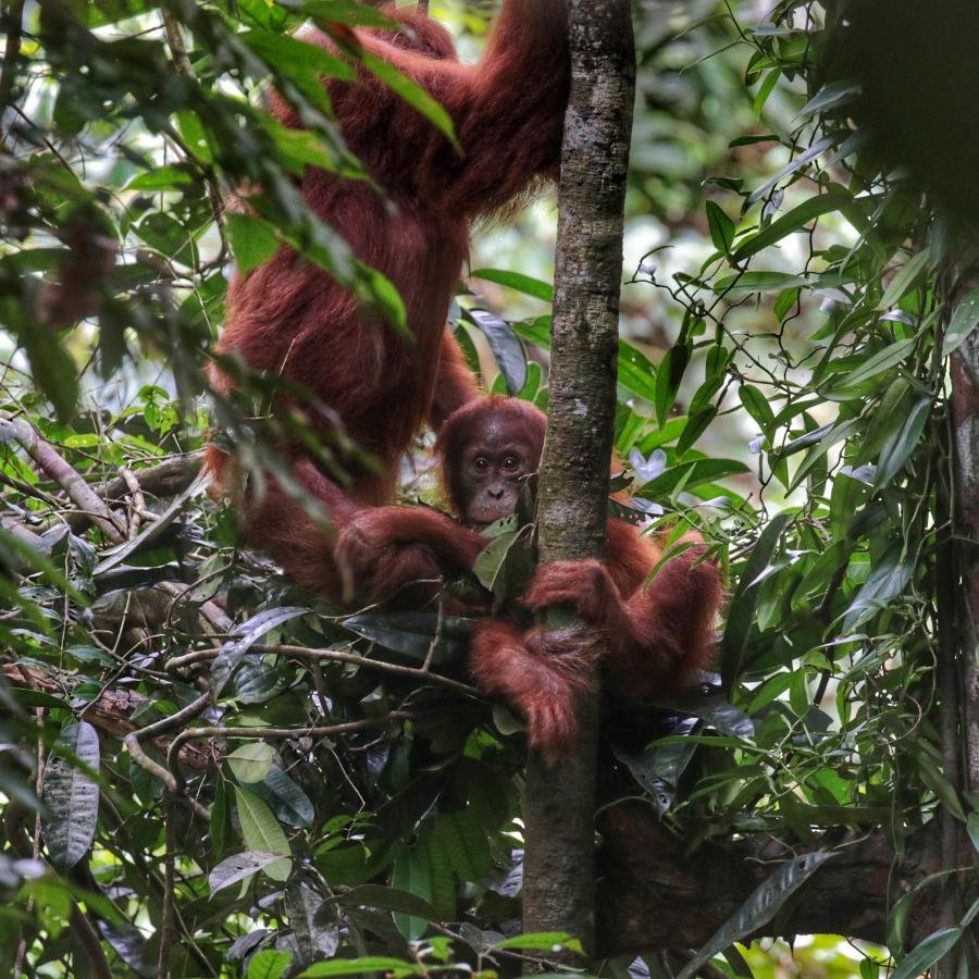 Sumatra Orangutan Discovery Villa Bukit Lawang Bagian luar foto