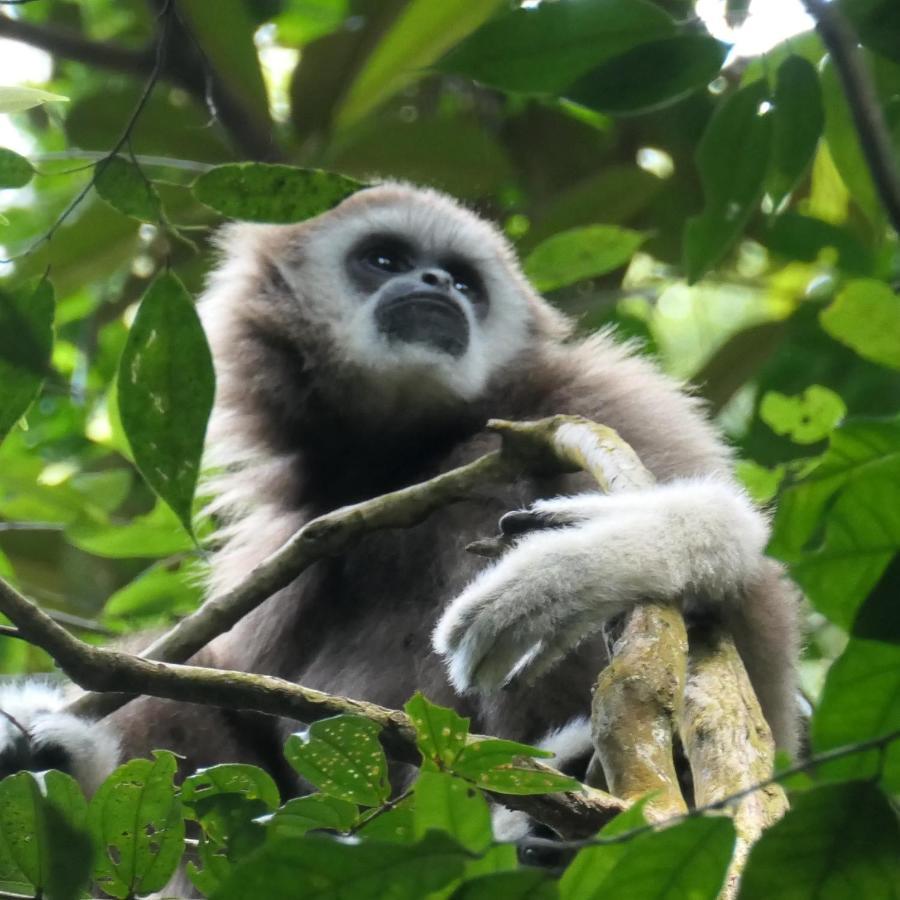 Sumatra Orangutan Discovery Villa Bukit Lawang Bagian luar foto