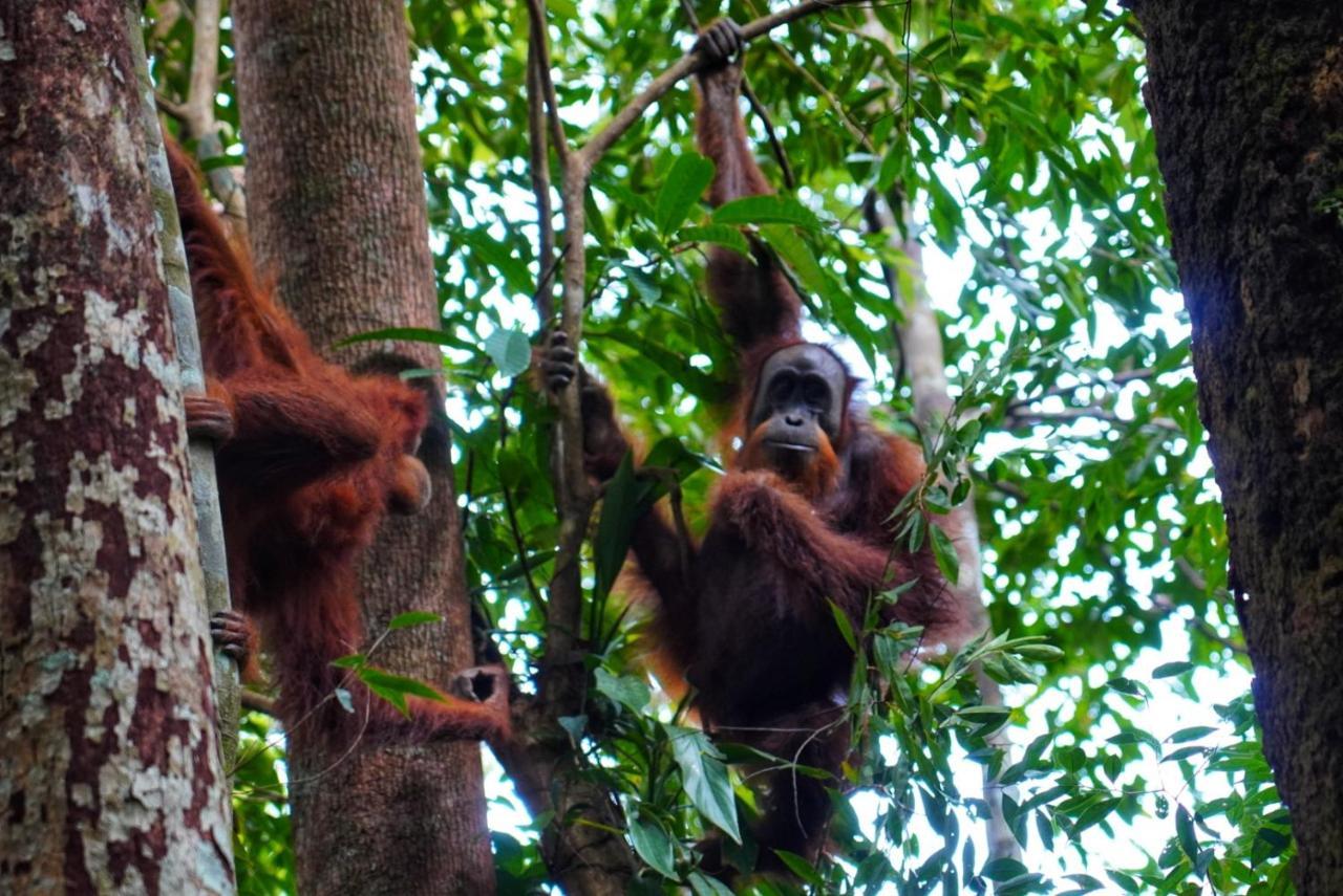 Sumatra Orangutan Discovery Villa Bukit Lawang Bagian luar foto