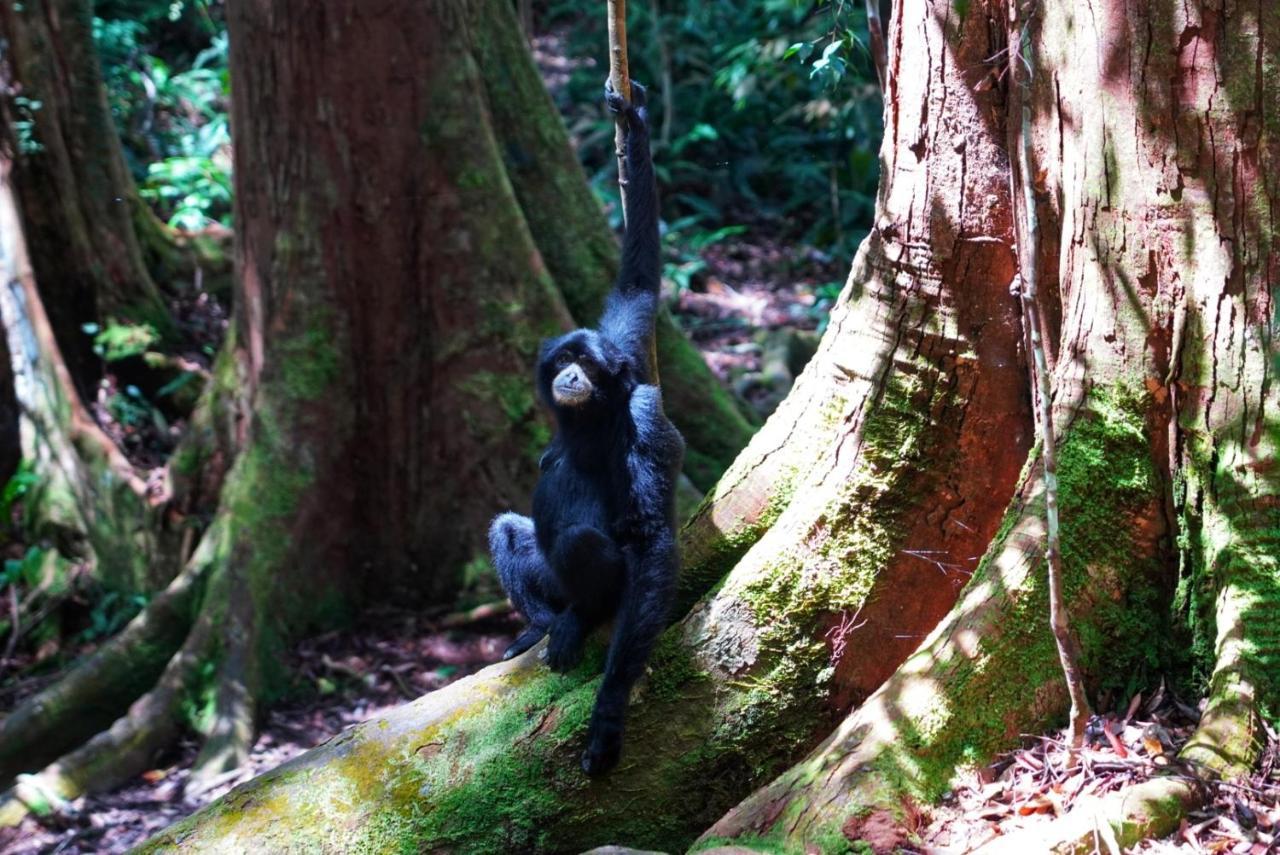 Sumatra Orangutan Discovery Villa Bukit Lawang Bagian luar foto